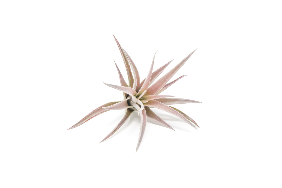 tillandsia harrisii air plant