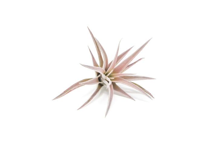 tillandsia harrisii air plant