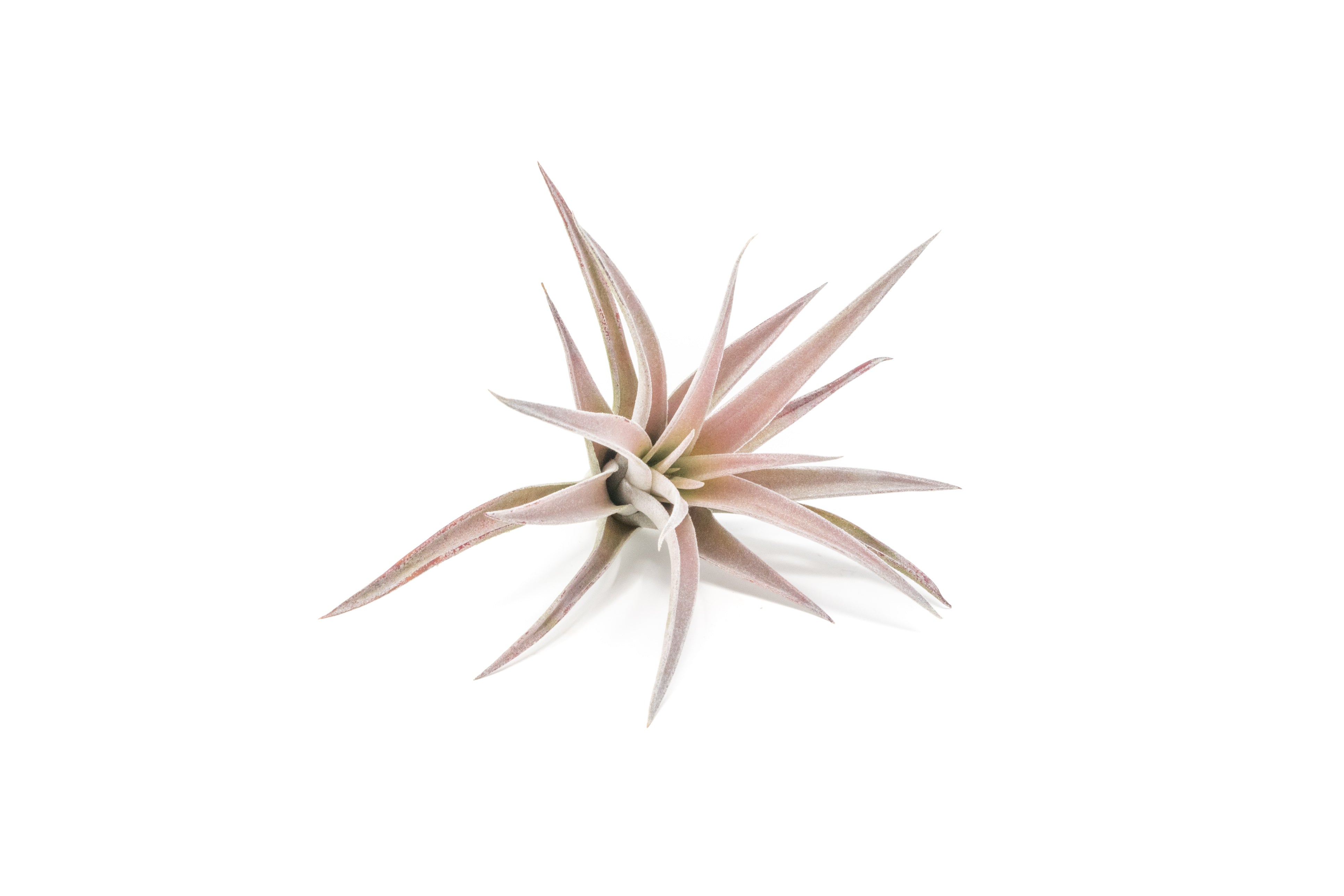Tillandsia_Air_Plant_Harrisii-