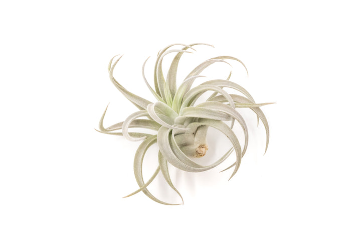 large tillandsia harrisii air plant