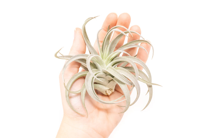 hand holding large tillandsia harrisii air plant