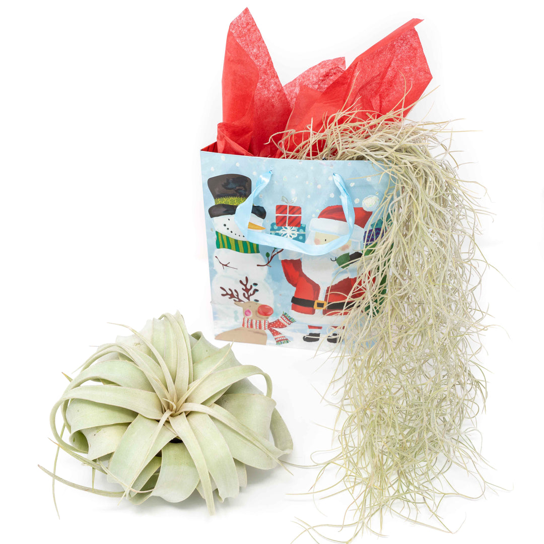 tillandsia xerographica air plant with spanish moss and holiday gift bag