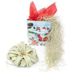 tillandsia xerographica air plant with spanish moss and holiday gift bag