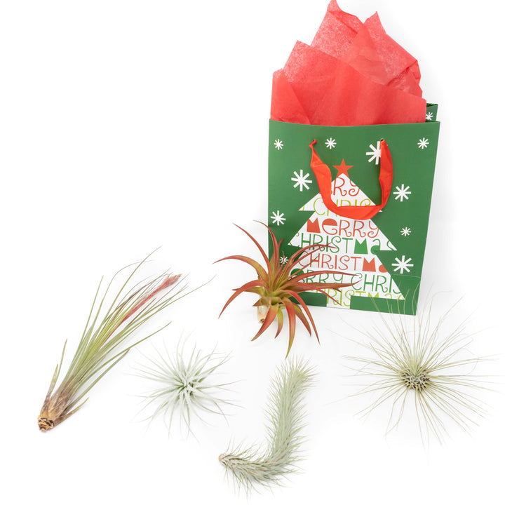Tillandsia juncea, tectorum, funckiana, argentea thin and red abdita with a festive gift bag