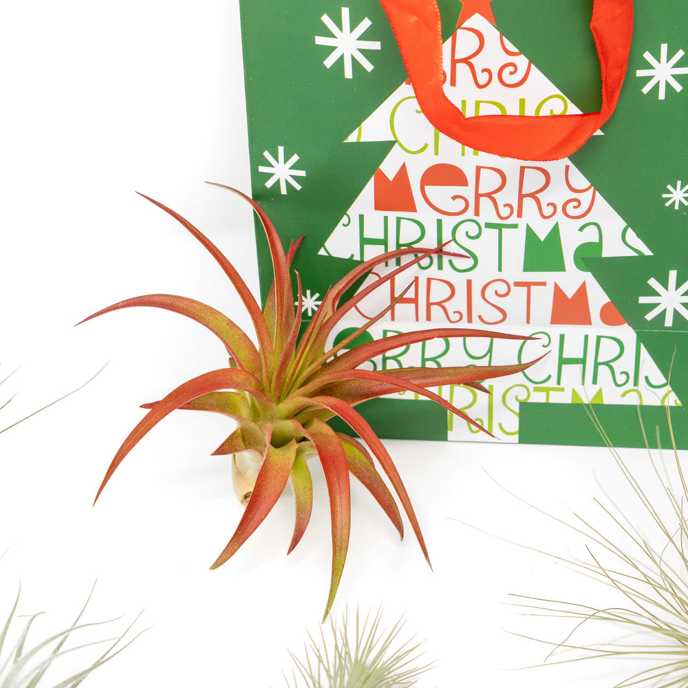 Tillandsia red abdita  with a festive gift bag