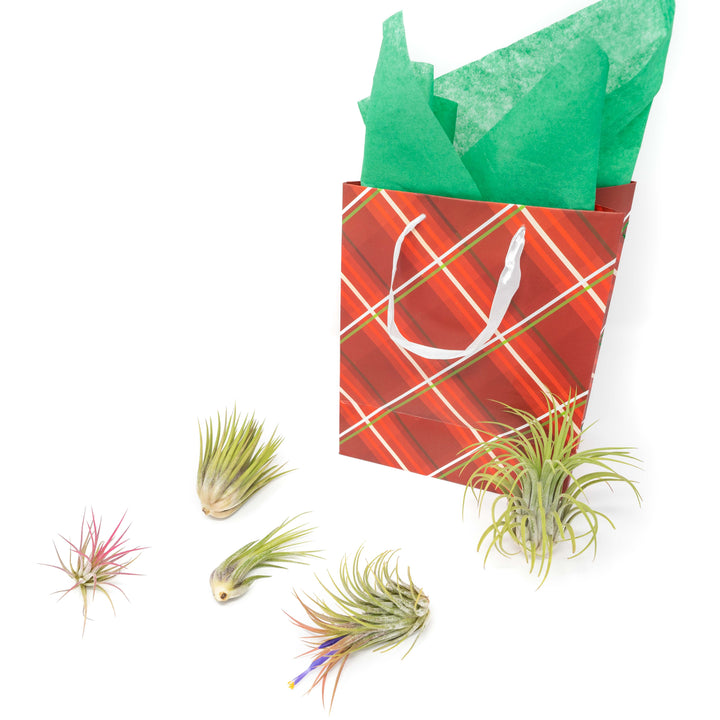 five tillandsia ionantha air plants and a holiday gift bag