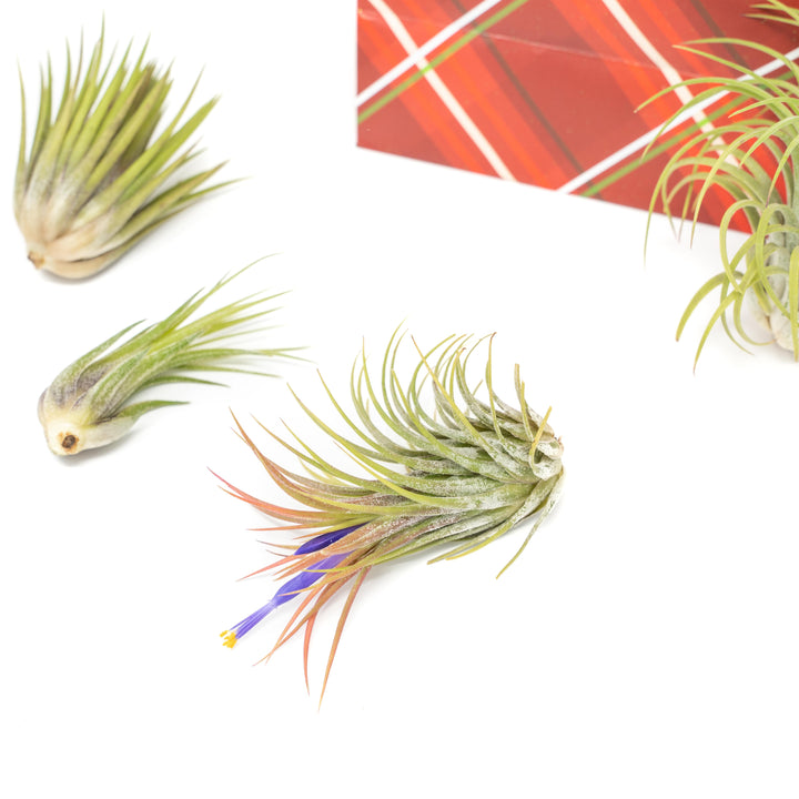 Wholesale - Holiday Gift Wrapped Ionantha Collection of 5 Air Plants