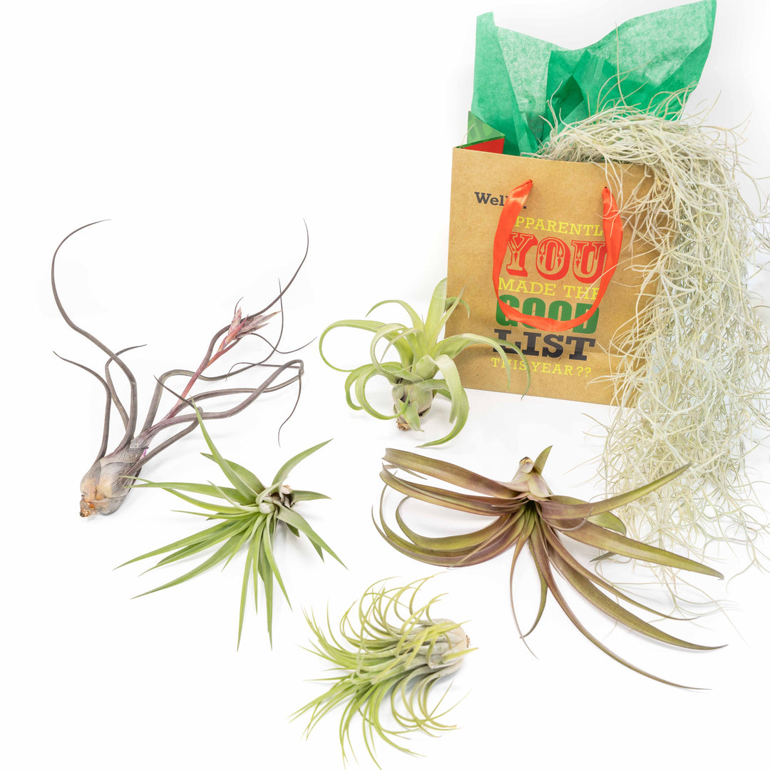 five assorted tillandsia with spanish moss and holiday gift bag