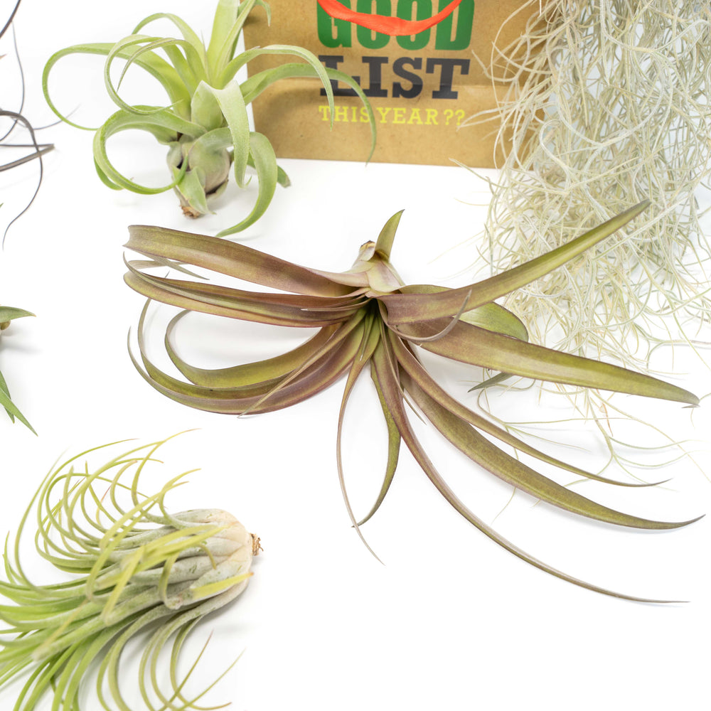 five assorted tillandsia with spanish moss and holiday gift bag