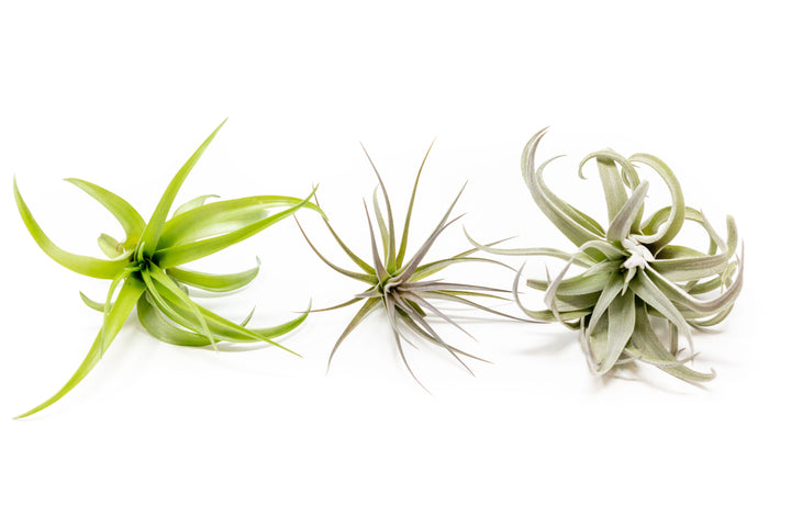 tillandsia abdita, tenuifolia and harrisii air plants