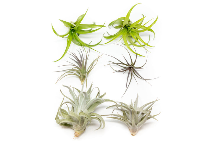 tillandsia abdita, tenuifolia and harrisii air plants