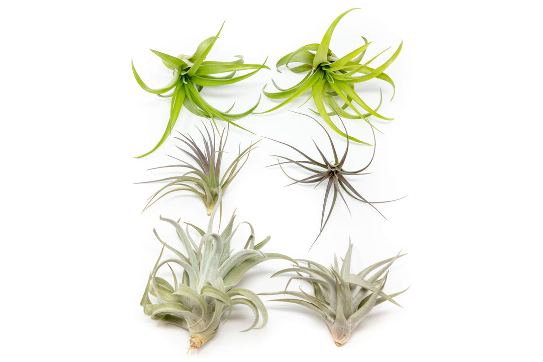 two of each, tillandsia abdita, tenuifolia, and harrisii air plants