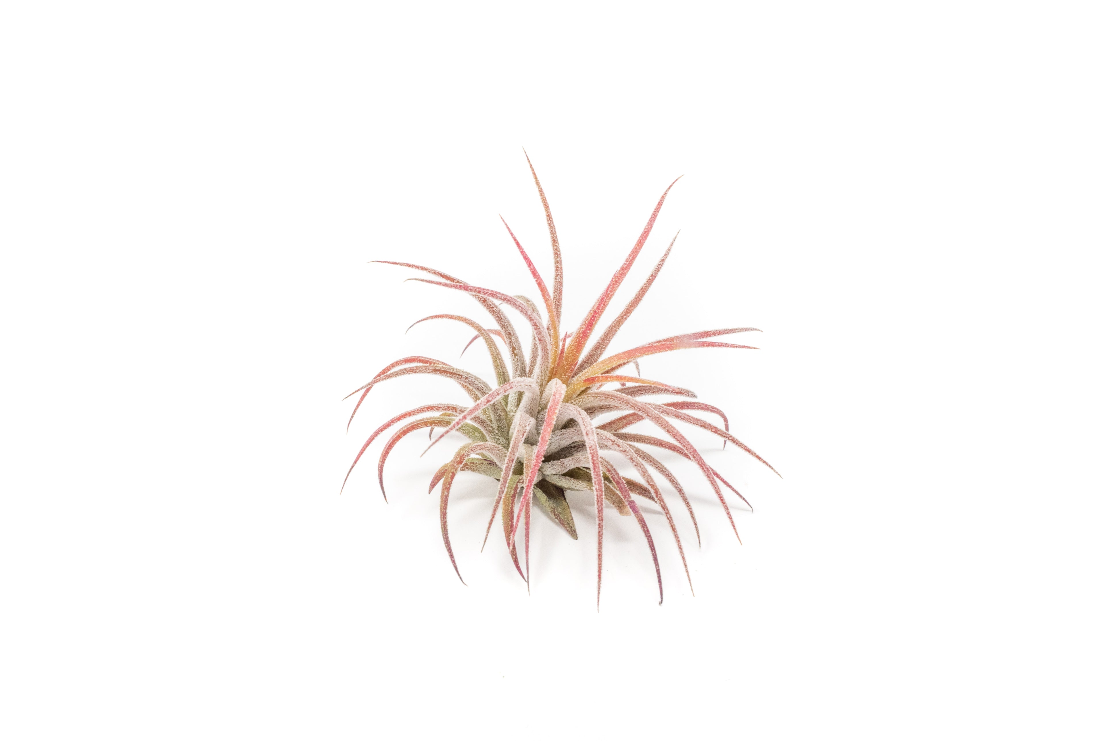 AirPlantSupply Tillandsia Ionantha Air Plant - Thumbnail 4