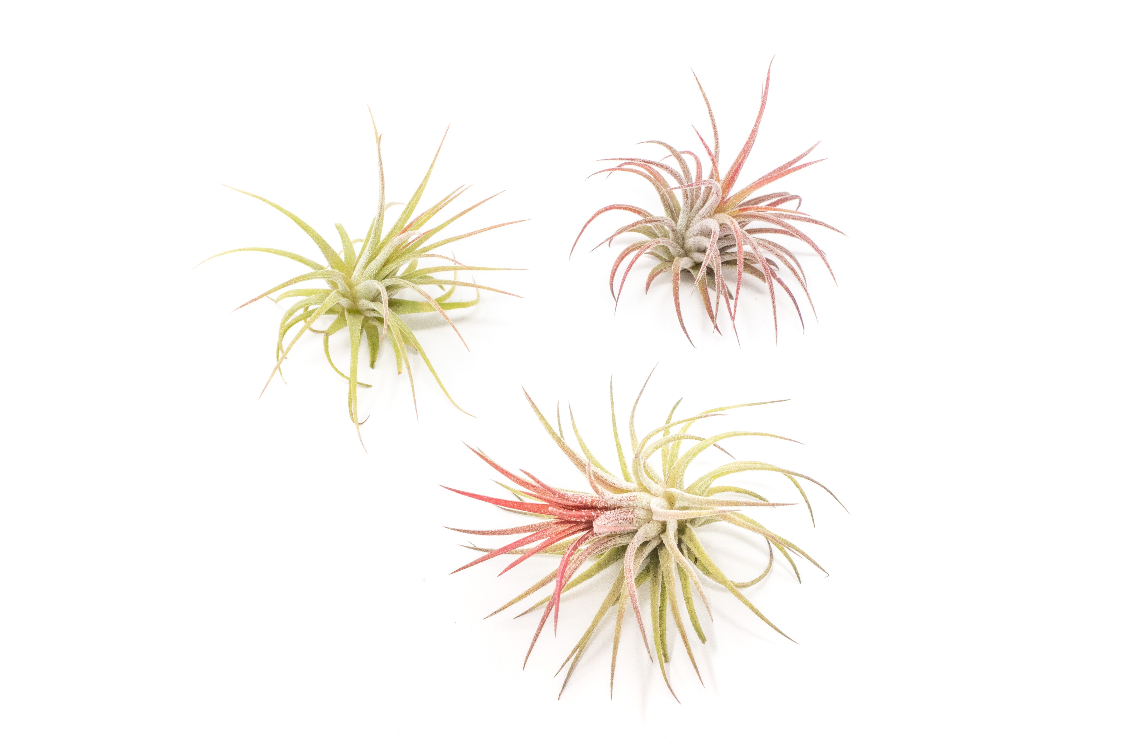 AirPlantSupply Tillandsia Ionantha Air Plant - Thumbnail 5