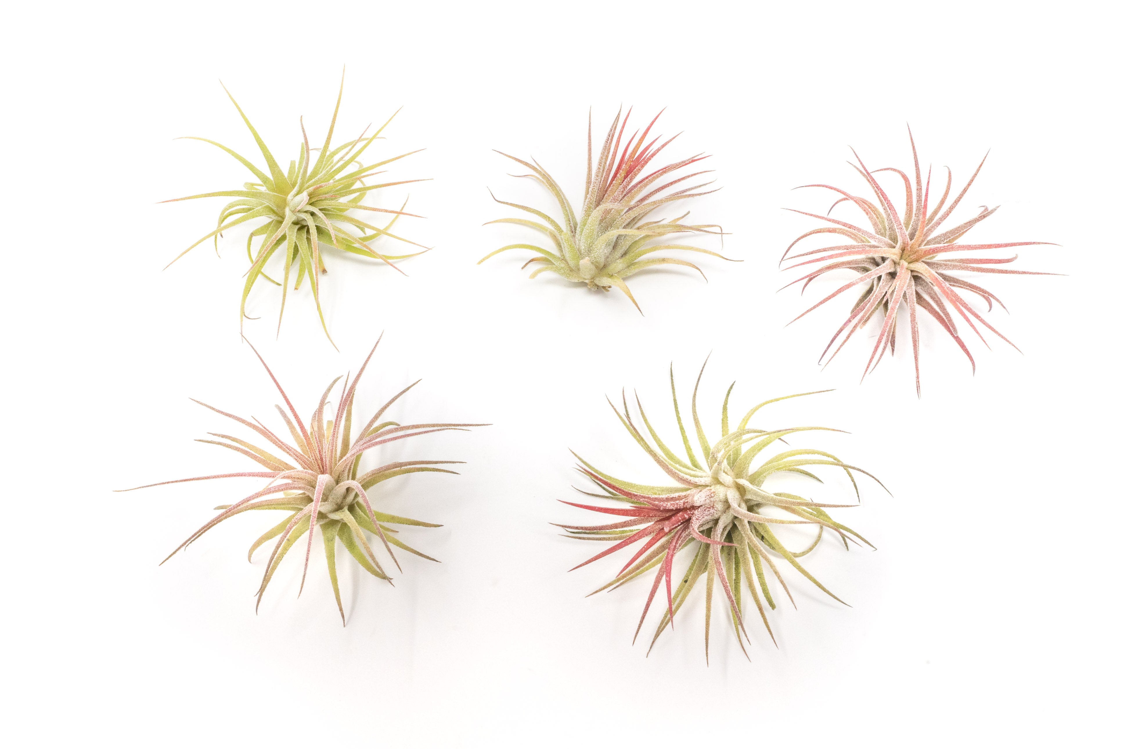 AirPlantSupply Tillandsia Ionantha Air Plant