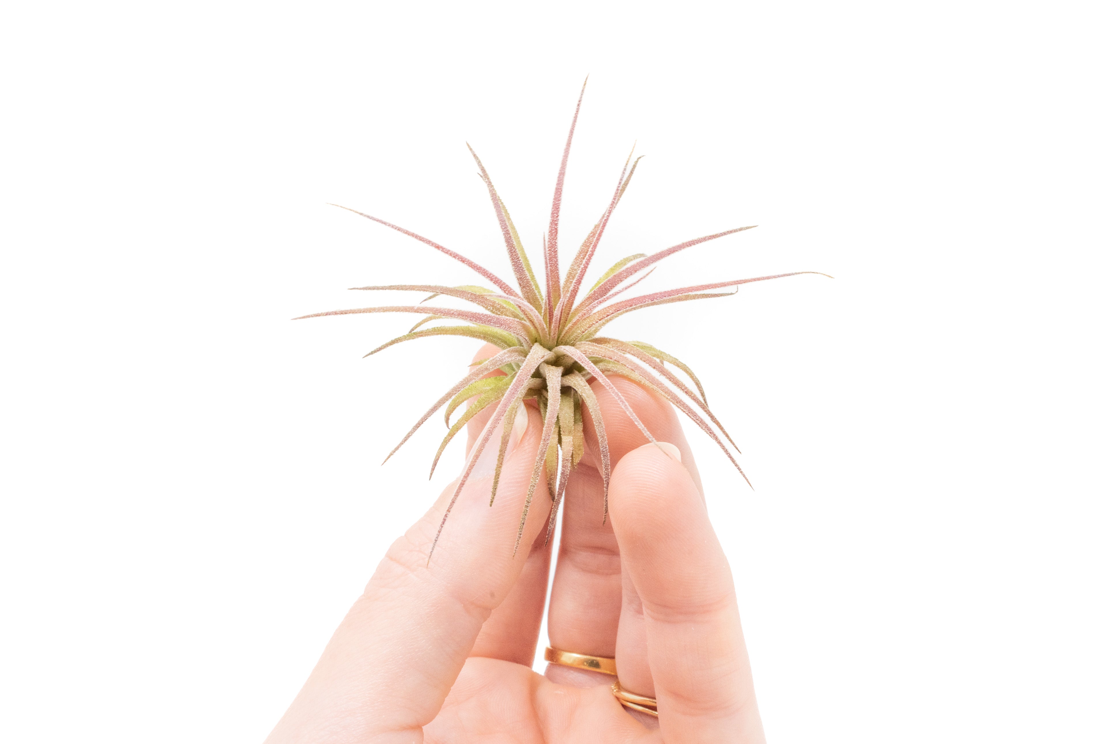 AirPlantSupply Tillandsia Ionantha Air Plant - Thumbnail 3