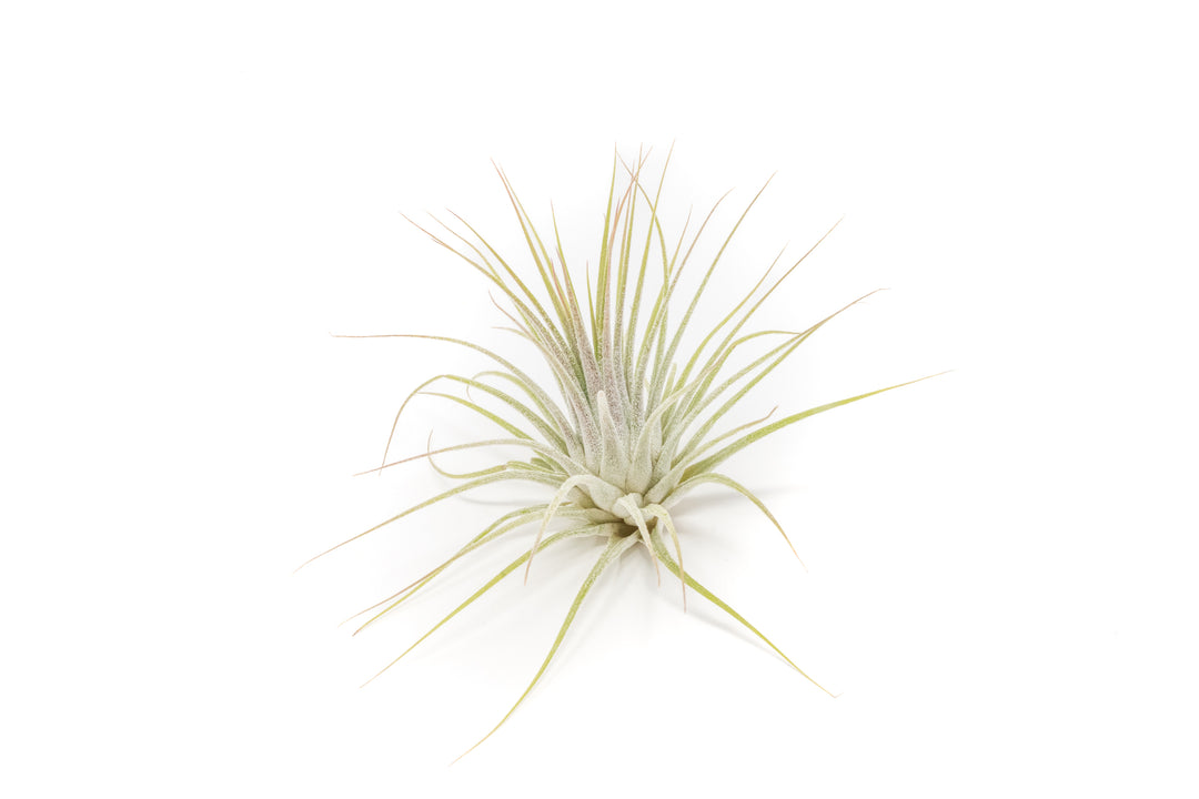 tillandsia ionantha guatemala air plant