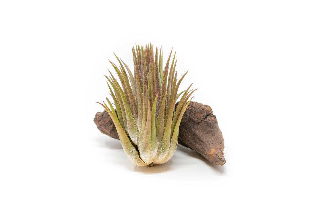 tillandsia ionantha 'macho' guatemala air plant