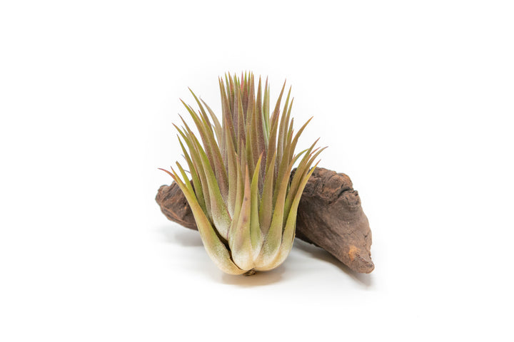 tillandsia ionantha 'macho' guatemala air plant