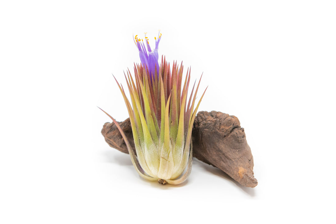 tillandsia ionantha 'macho' guatemala air plant with pink blush and purple flowers