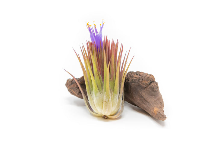 tillandsia ionantha 'macho' guatemala air plant with pink blush and purple flowers