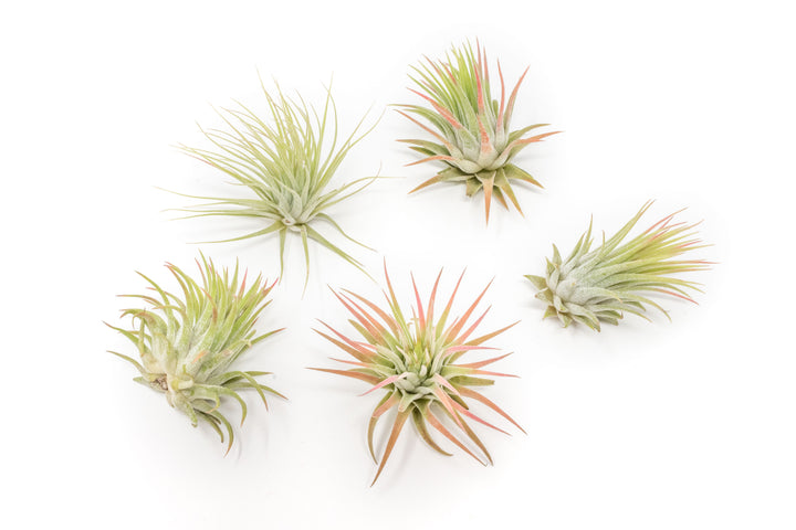 Wholesale - Tillandsia Ionantha Rubra Air Plants