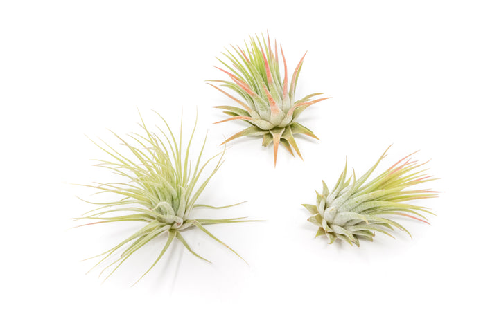 Wholesale - Tillandsia Ionantha Rubra Air Plants