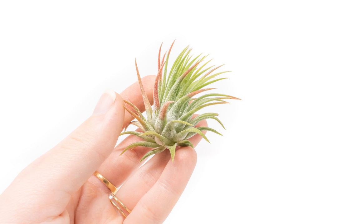 Wholesale - Tillandsia Ionantha Rubra Air Plants