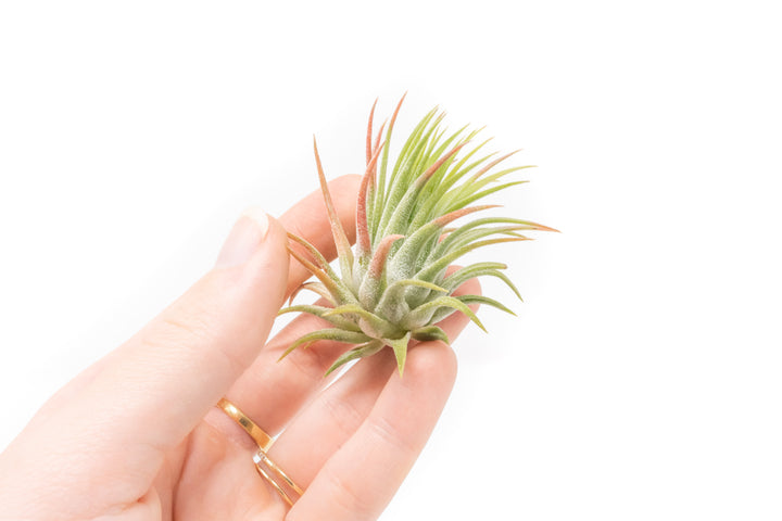 Wholesale - Tillandsia Ionantha Rubra Air Plants