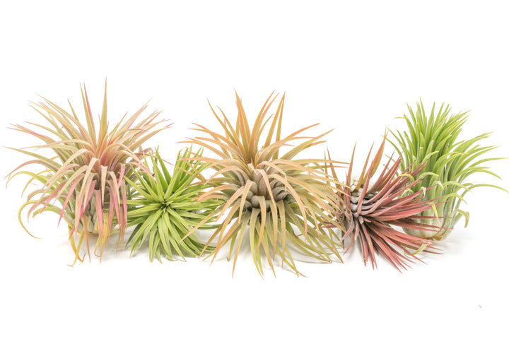 XL Tillandsia Ionantha Rubra Air Plants