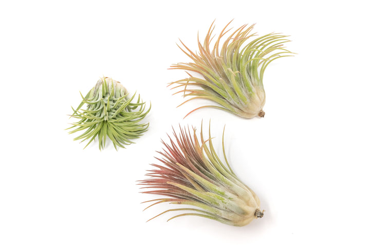 the large tillandsia ionantha rubra air plants