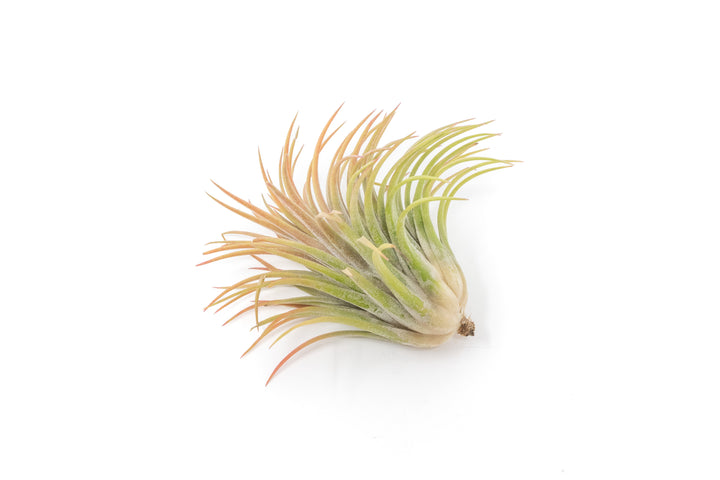 large blushing tillandsia ionantha rubra air plant