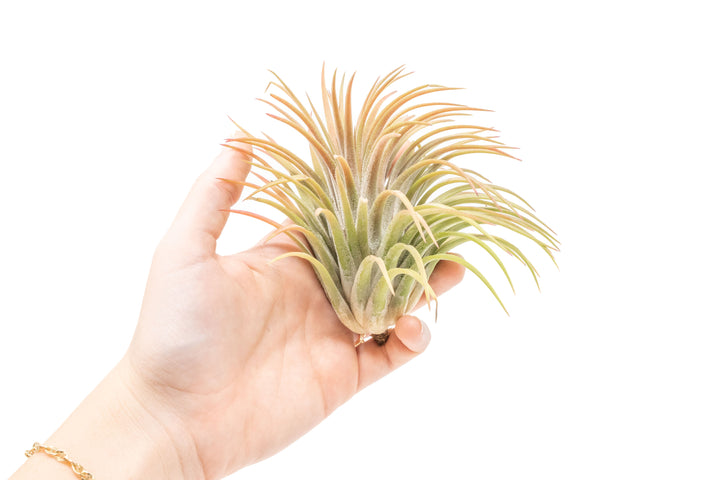 XL Tillandsia Ionantha Rubra Air Plants