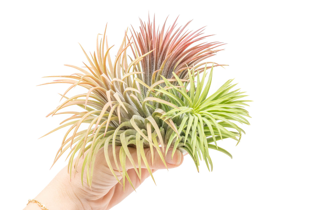 XL Tillandsia Ionantha Rubra Air Plants