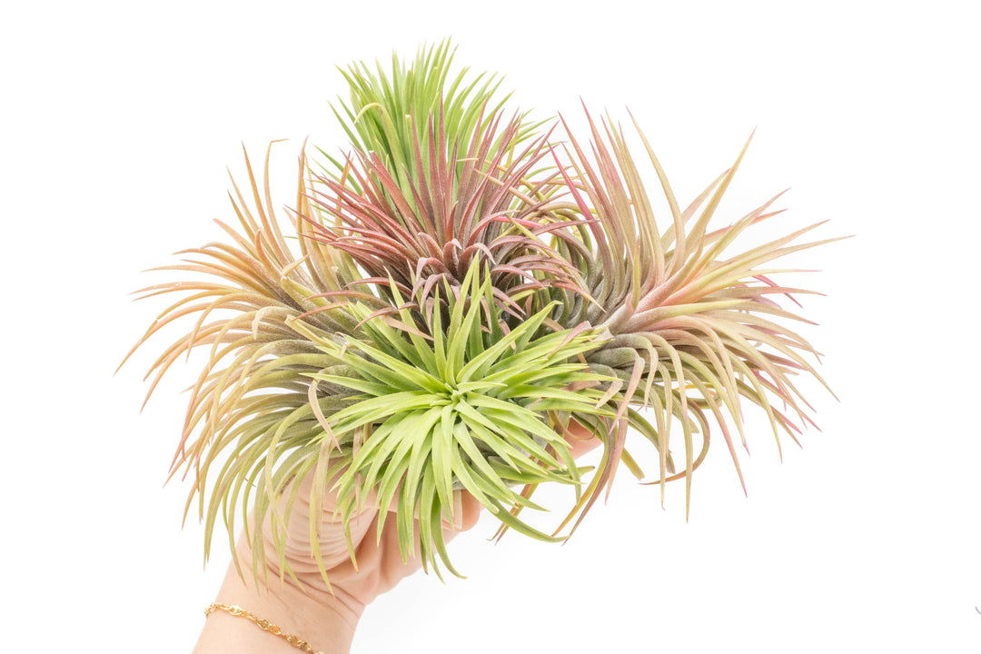 XL Tillandsia Ionantha Rubra Air Plants