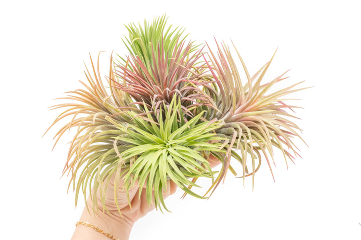 XL Tillandsia Ionantha Rubra Air Plants