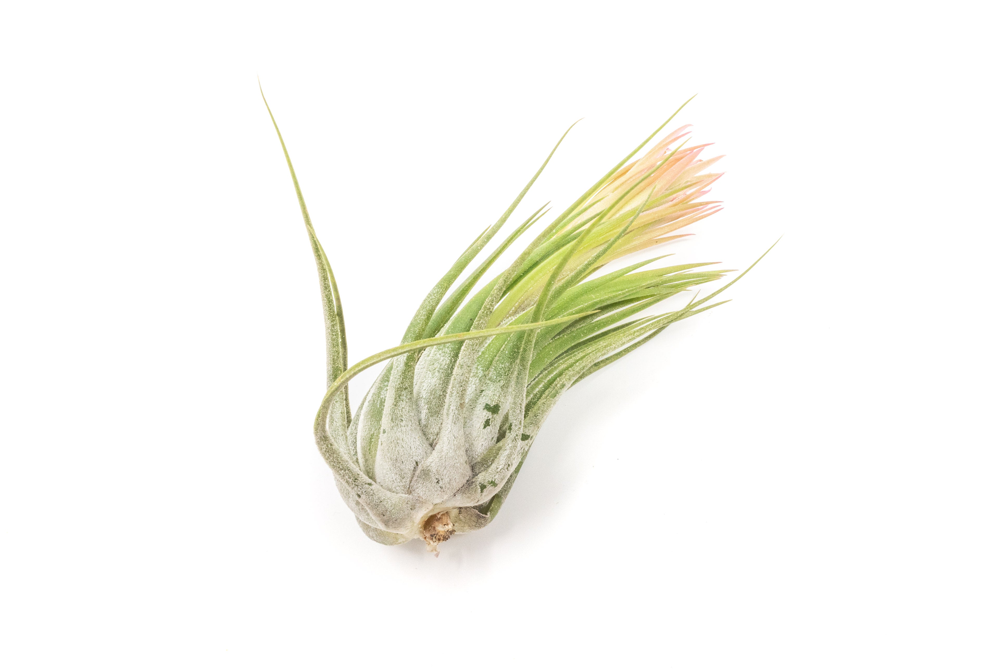 Tillandsia_Air_Plant_Ionantha_