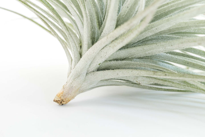 close up of the bottom of giant tillandsia tectorum ecuador air plant