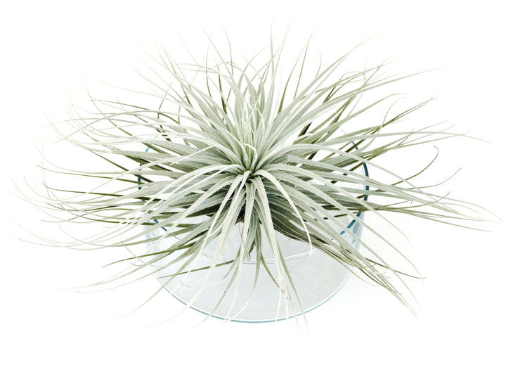 giant tillandsia tectorum ecuador air plant