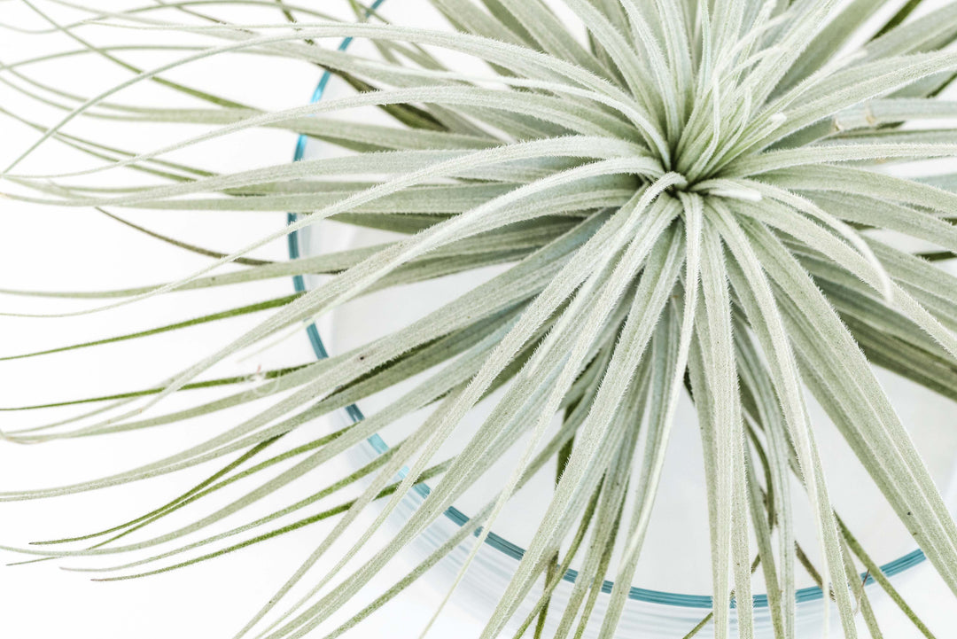 close up of a giant tillandsia tectorum ecuador air plant