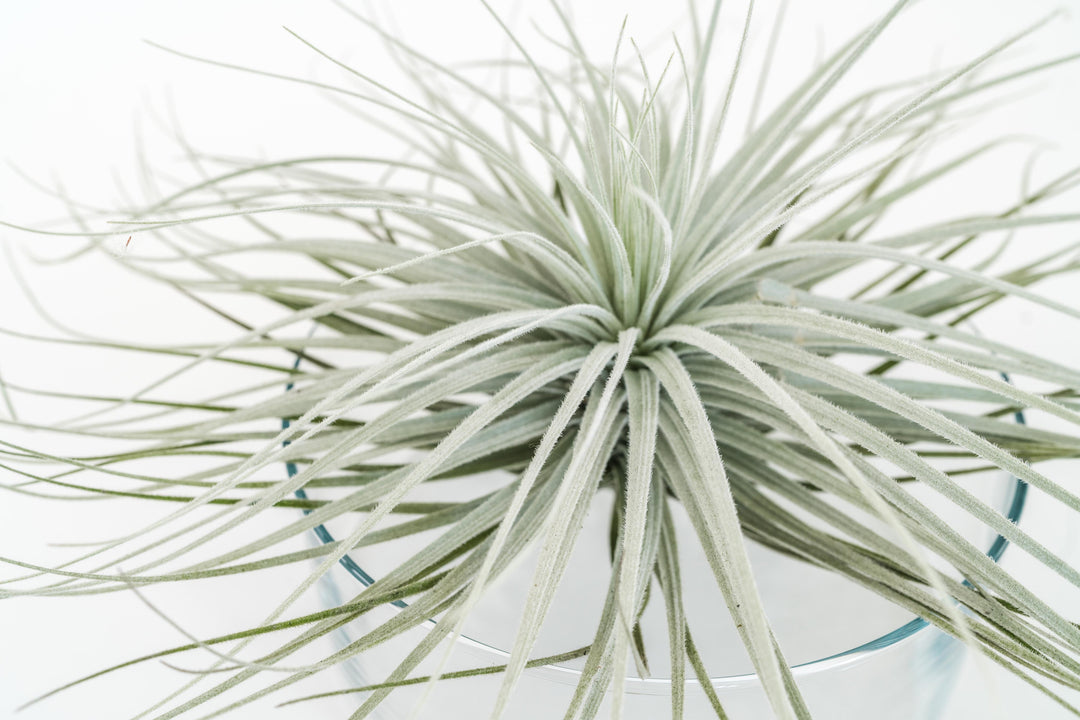 giant tillandsia tectorum ecuador air plant