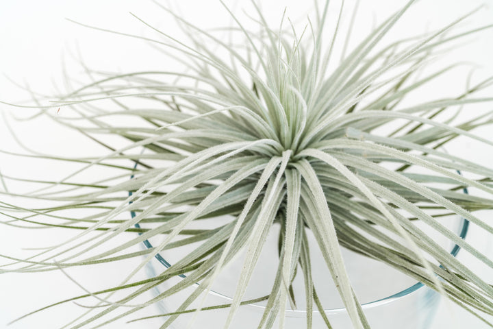 giant tillandsia tectorum ecuador air plant