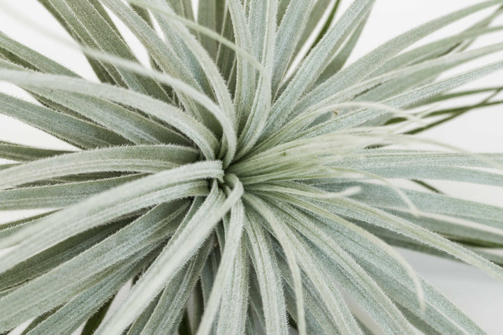 close up of giant tillandsia tectorum ecuador air plant