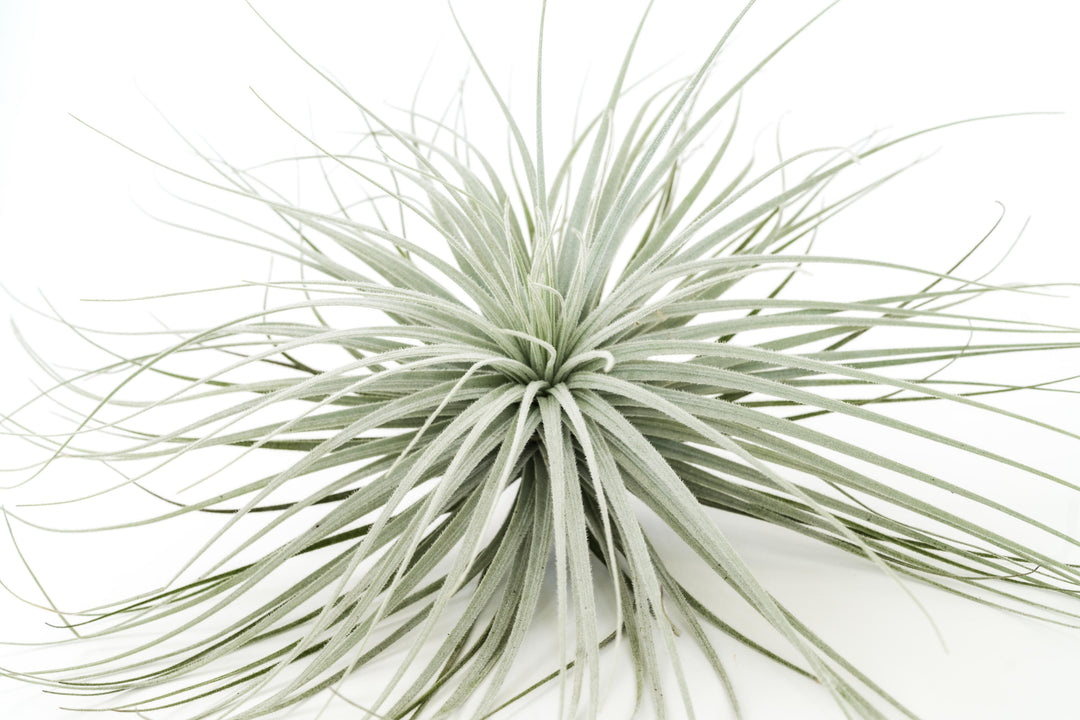 giant tillandsia tectorum ecuador air plant