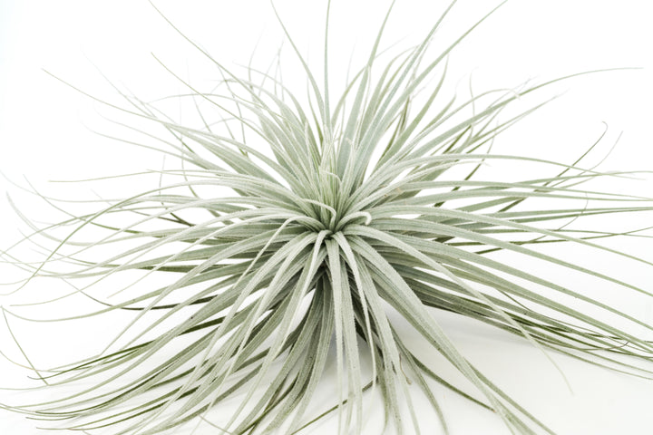 giant tillandsia tectorum ecuador air plant