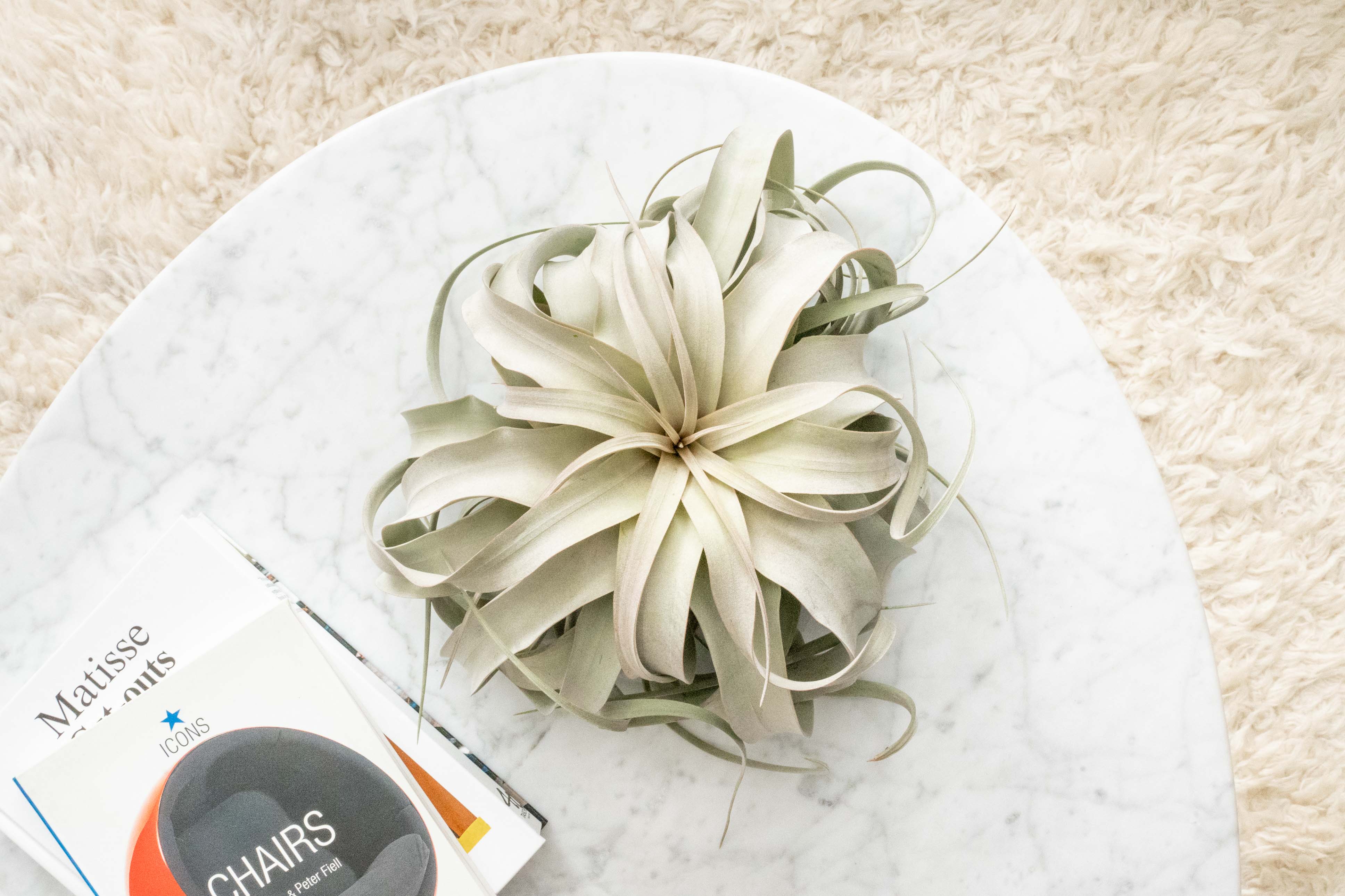 Tillandsia Xerografica Con Fiore In Vaso Ceramica Bianco - Pianta Vera Aerea, Powers TO Flowers