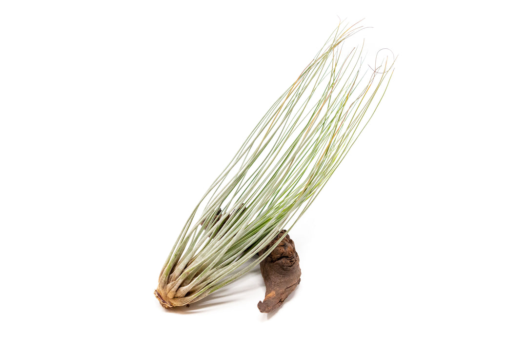 Wholesale Special - Large Tillandsia Juncea Air Plants / 8-12 Inch Plants