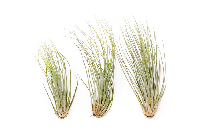 Wholesale Special - Large Tillandsia Juncea Air Plants / 8-12 Inch Plants