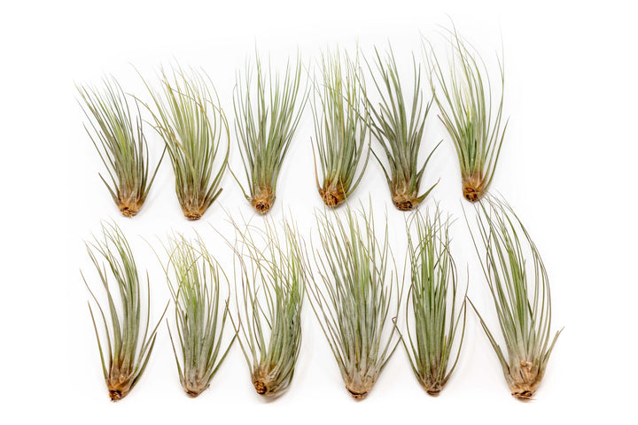 Wholesale Special - Large Tillandsia Juncea Air Plants / 8-12 Inch Plants