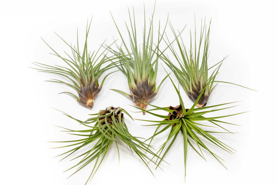 5 tillandsia melanocrater tricolor air plants